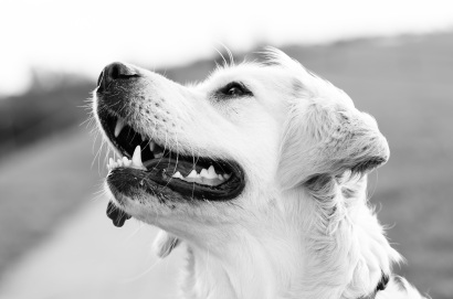 dog-teeth-blog